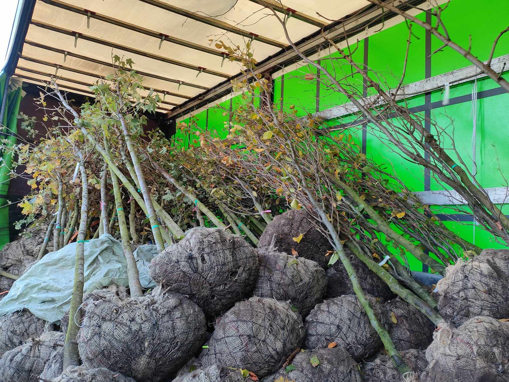 Nowa dostawa sadzonek