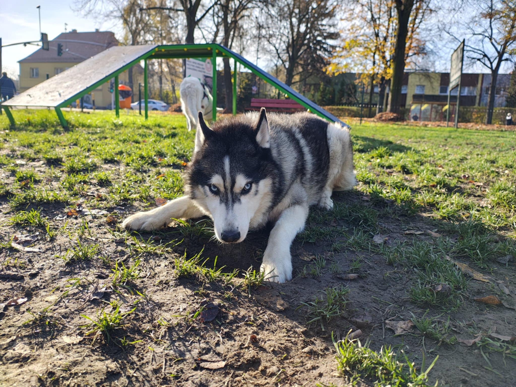 Nowe urządzenia na psim wybiegu przy ul. Andersa