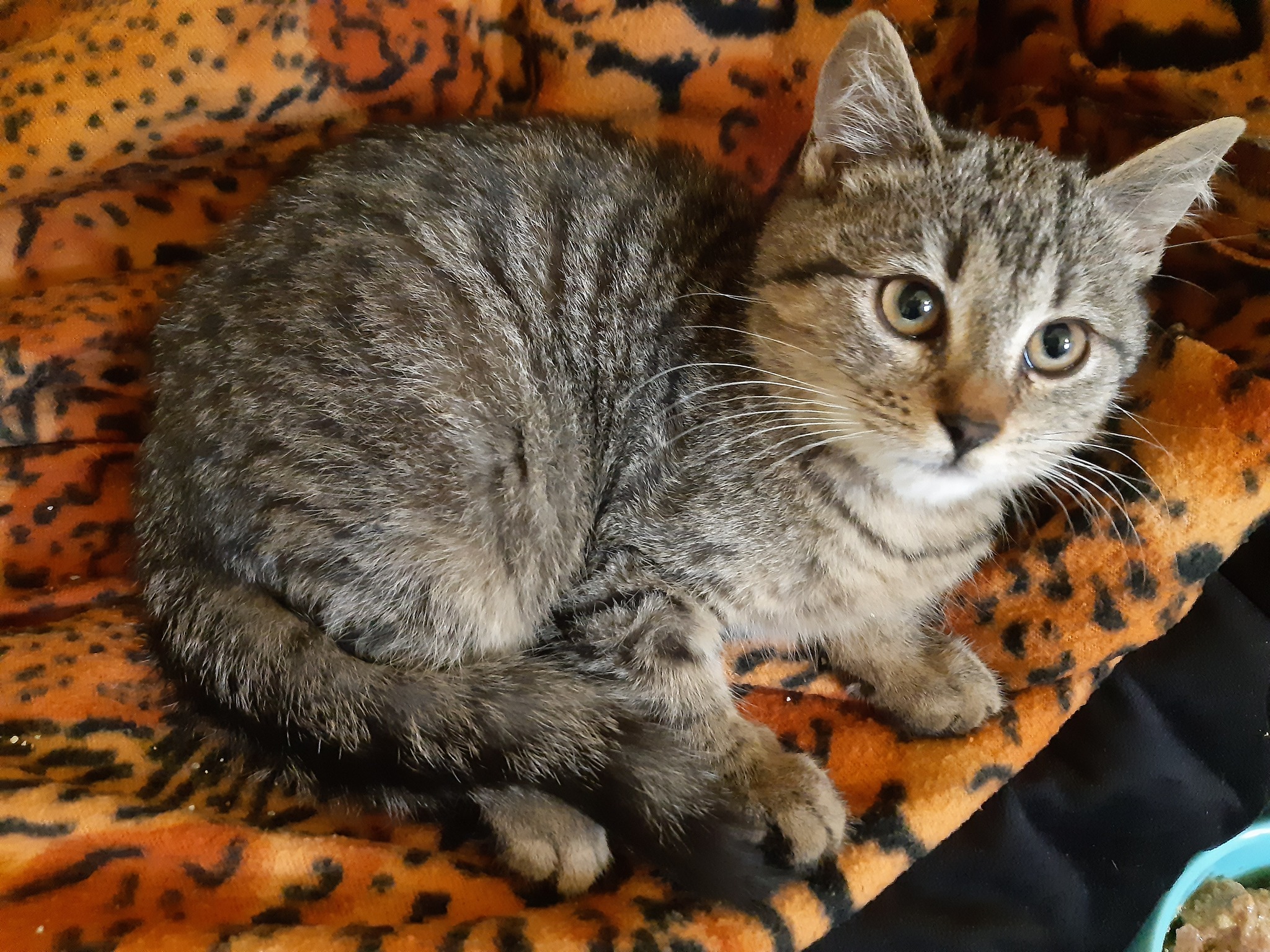 Kto pokocha schroniskowe mruczki?