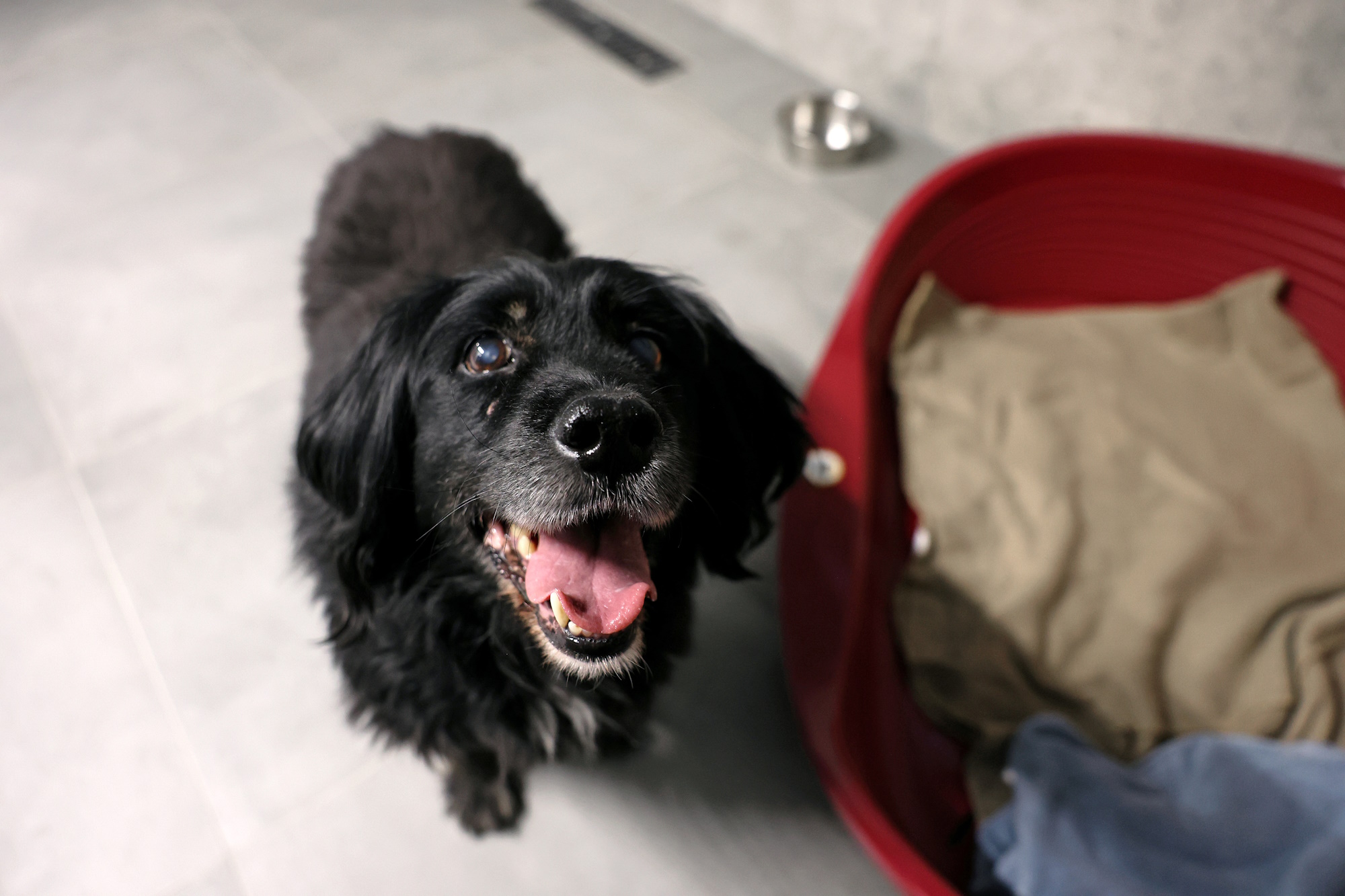 Czworonogi zyskały nowe pomieszczenia