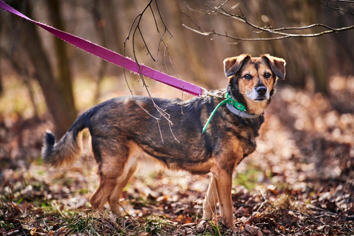 Wiosenny spacer z psem