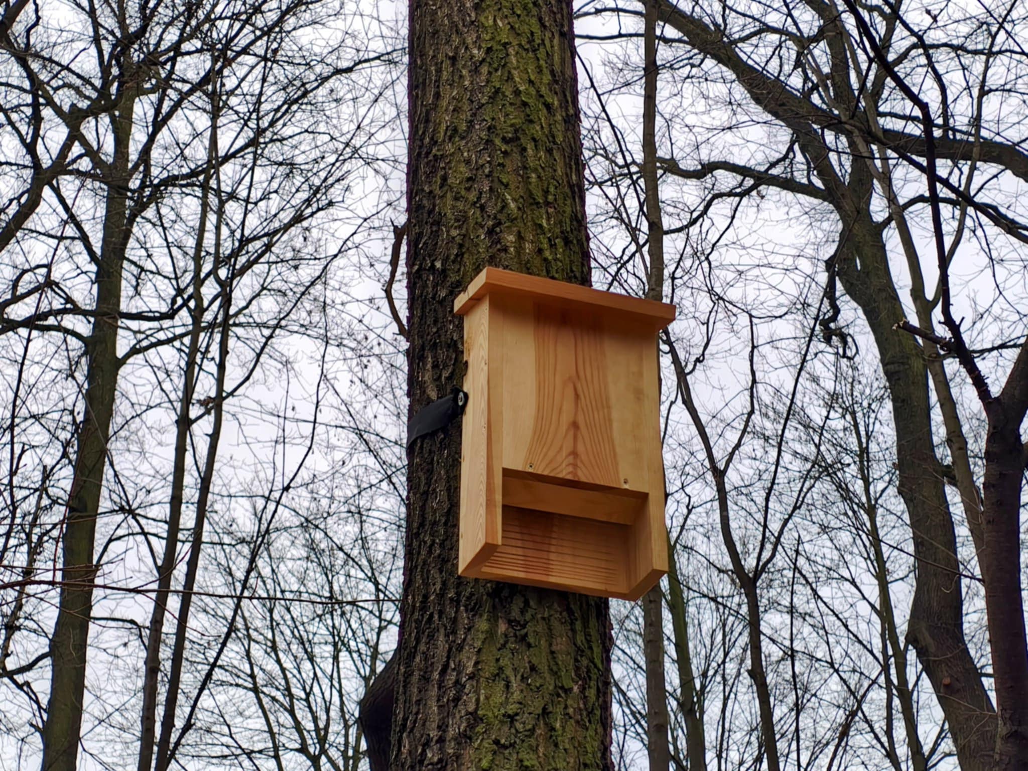 Nowe domki dla nietoperzy