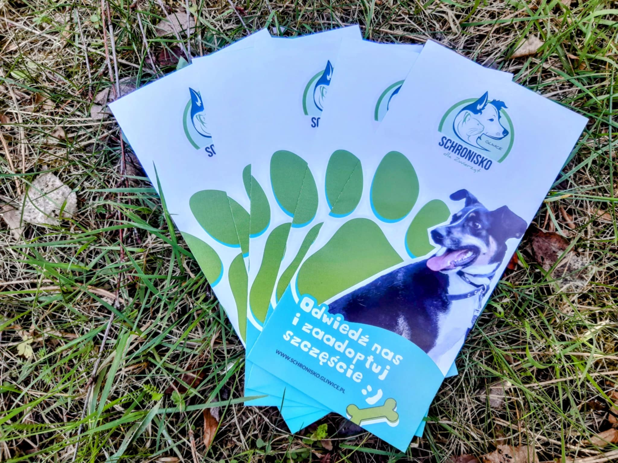 Nowe schroniskowe ulotki do wzięcia!