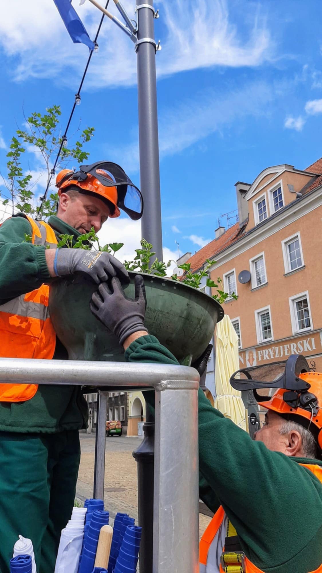 Pelargonie ukwiecą miasto