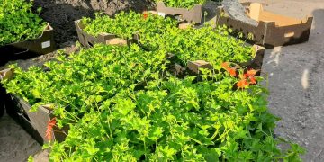 Sadzonki pelargonii