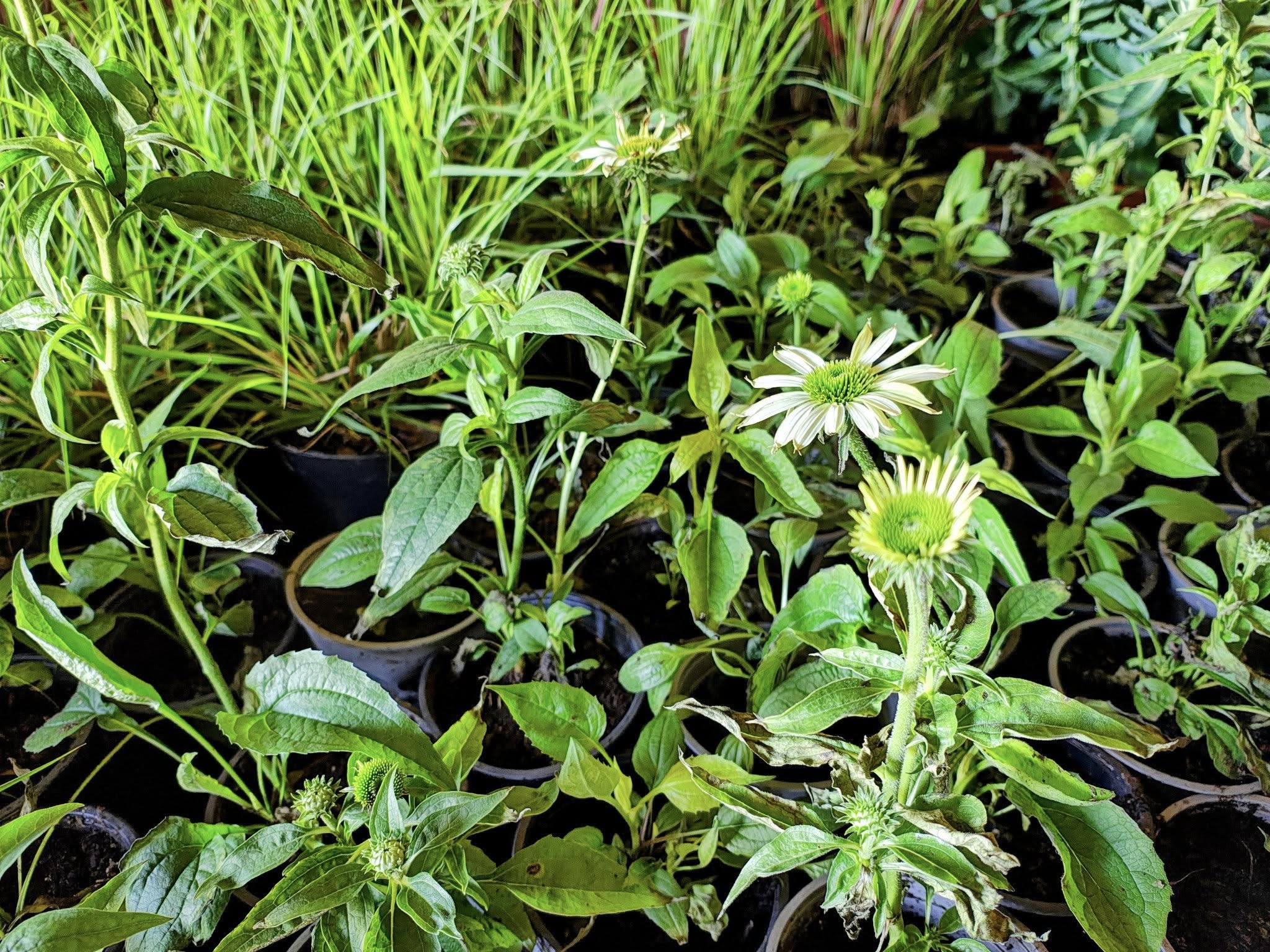 Blisko 400 roślin zdobi ul. Zwycięstwa!