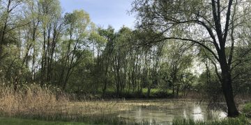 zdjęcie dekoracyjne