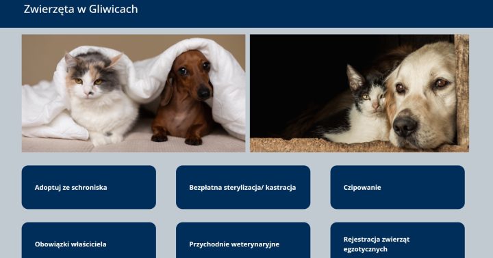 zdjęcie dekoracyjne