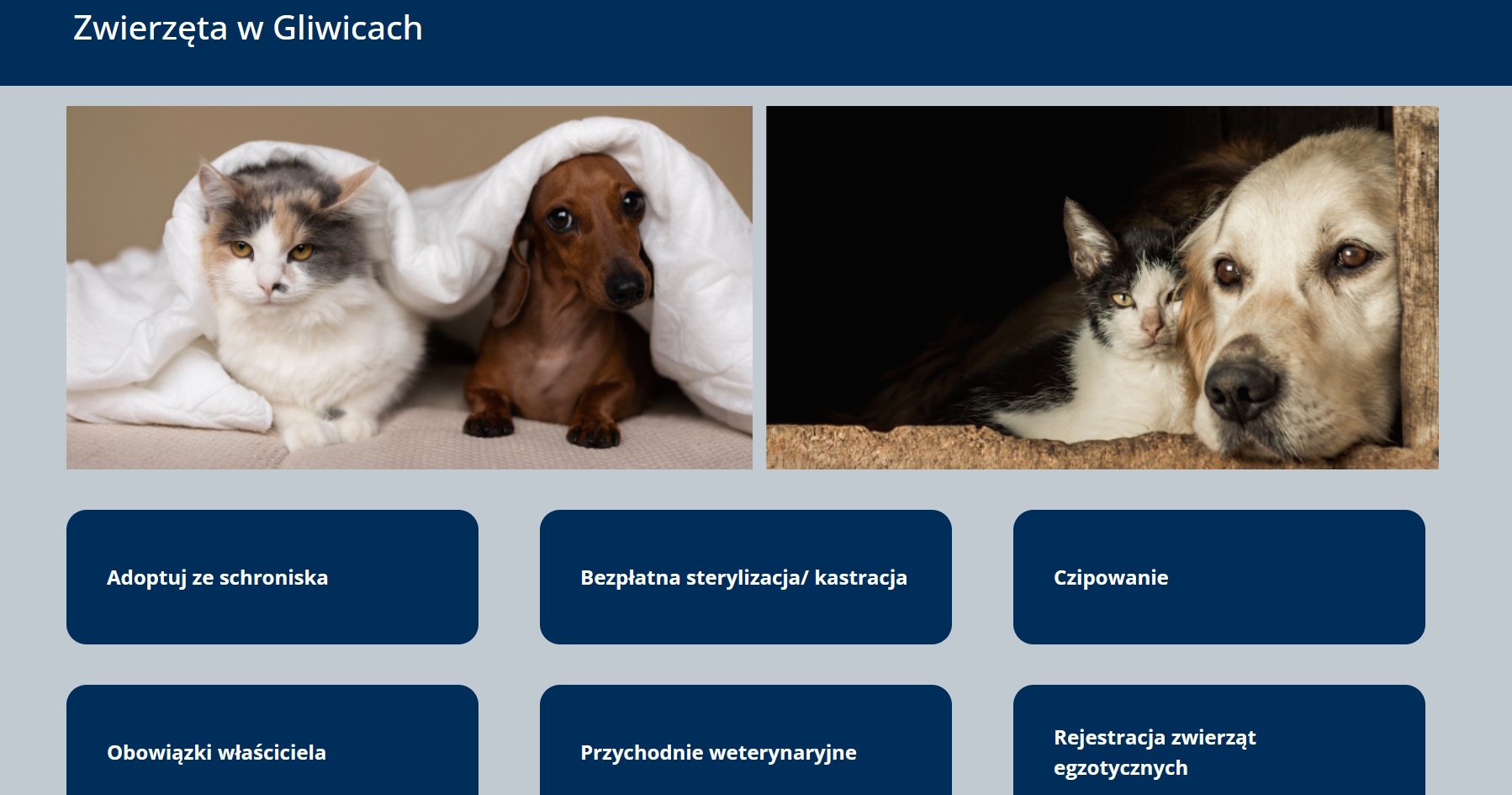 Nowa zakładka o zwierzętach na stronie miasta