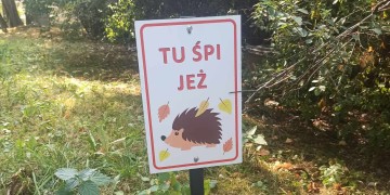 zdjęcie dekoracyjne