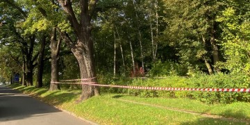 zdjęcie dekoracyjne