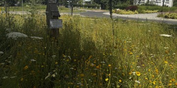 zdjęcie dekoracyjne