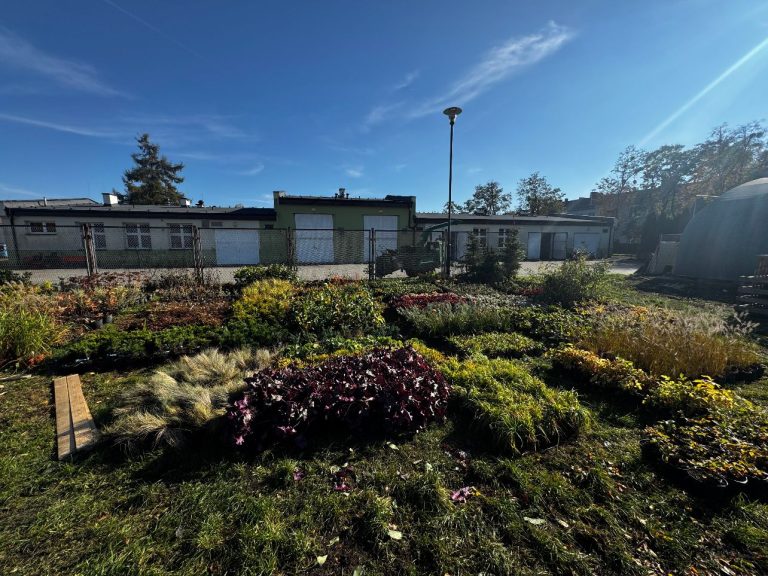 zdjęcie dekoracyjne