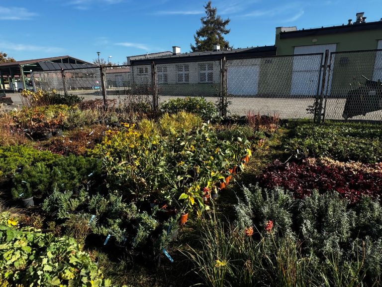 zdjęcie dekoracyjne