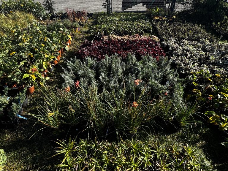 zdjęcie dekoracyjne