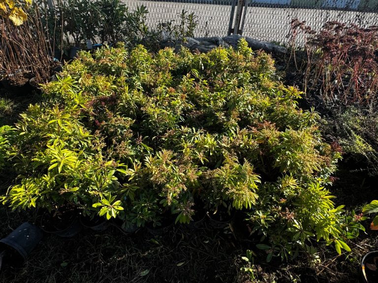 zdjęcie dekoracyjne