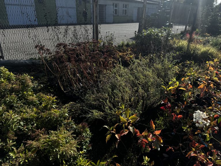 zdjęcie dekoracyjne