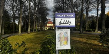 zdjęcie dekoracyjne