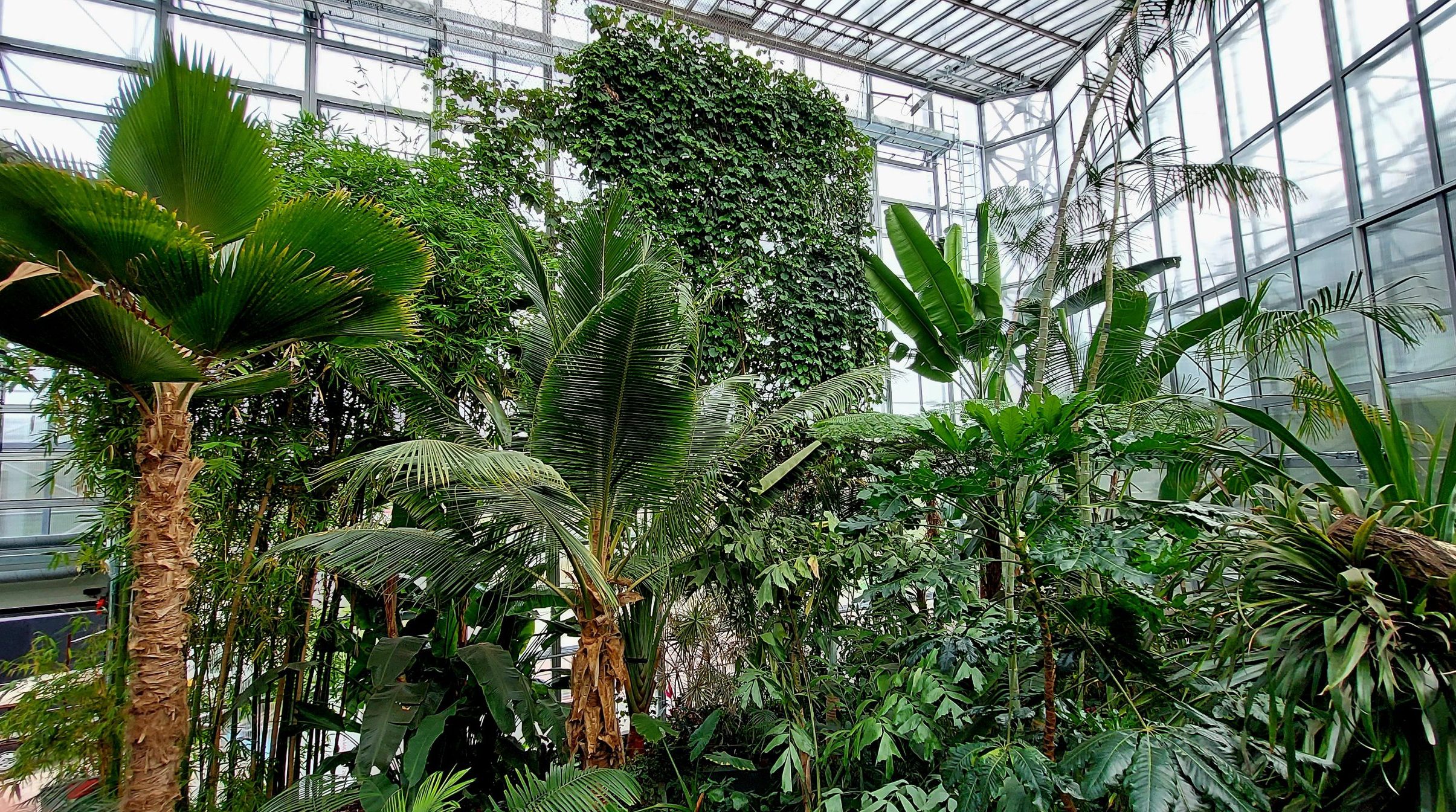 Dzień wolny Palmiarni