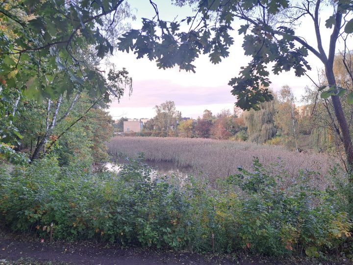 zdjęcie dekoracyjne