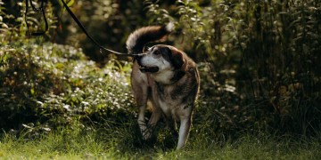 zdjęcie dekoracyjne