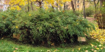 zdjęcie dekoracyjne