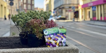 zdjęcie dekoracyjne