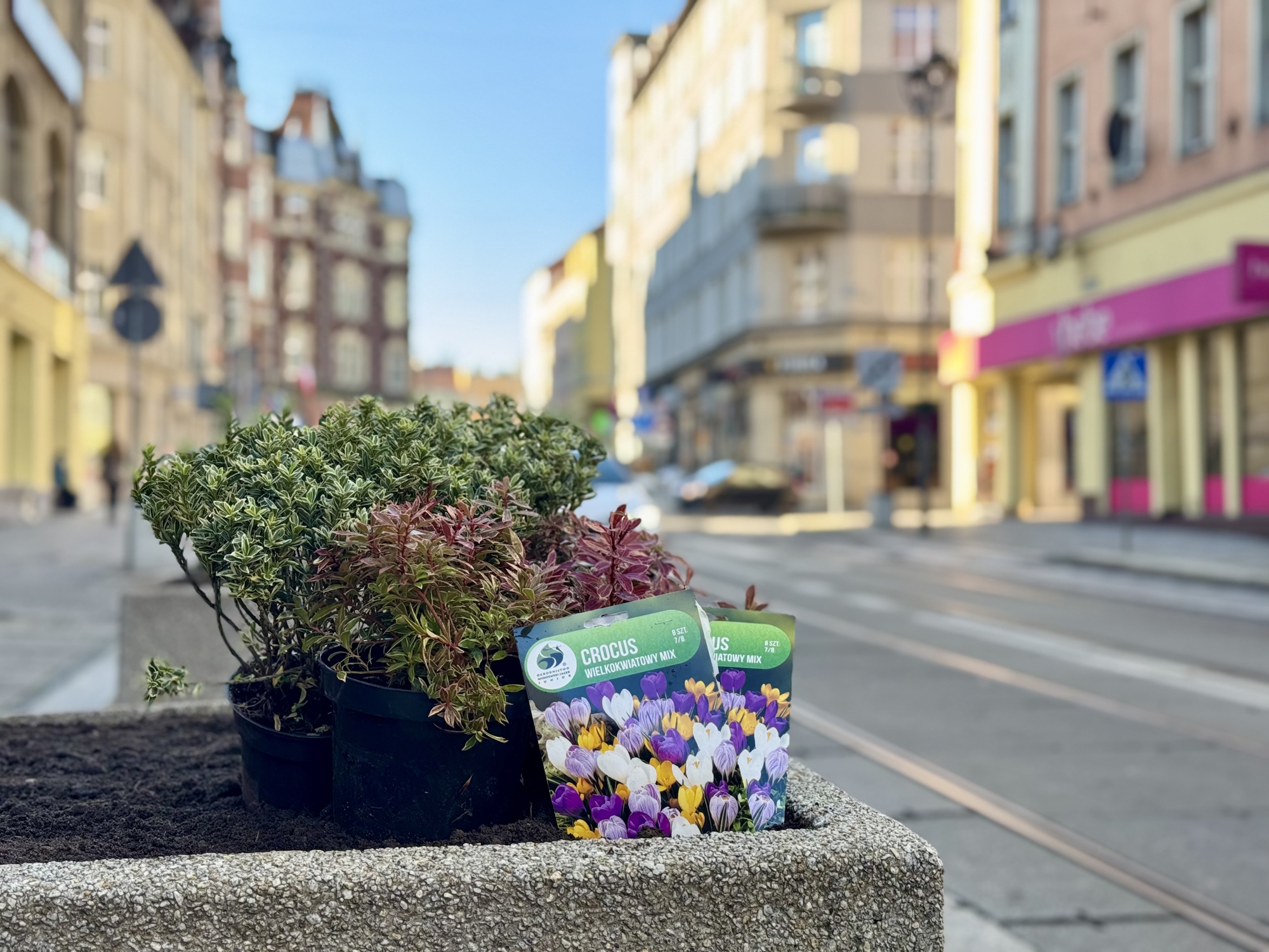 Wspólne sadzenie roślin w donicach