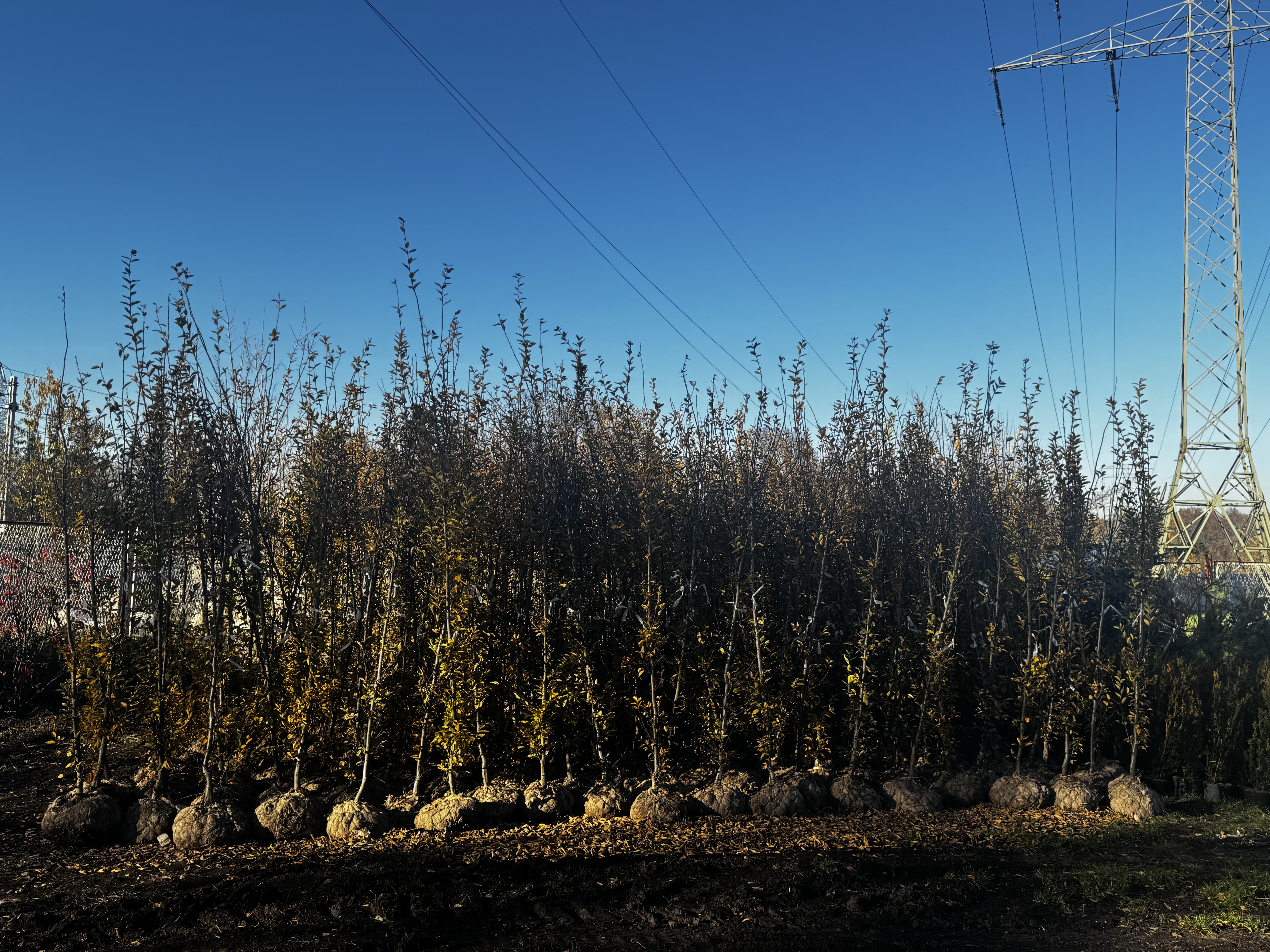 Kolejna dostawa roślin już w Gliwicach