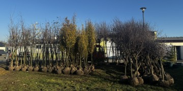 zdjęcie dekoracyjne