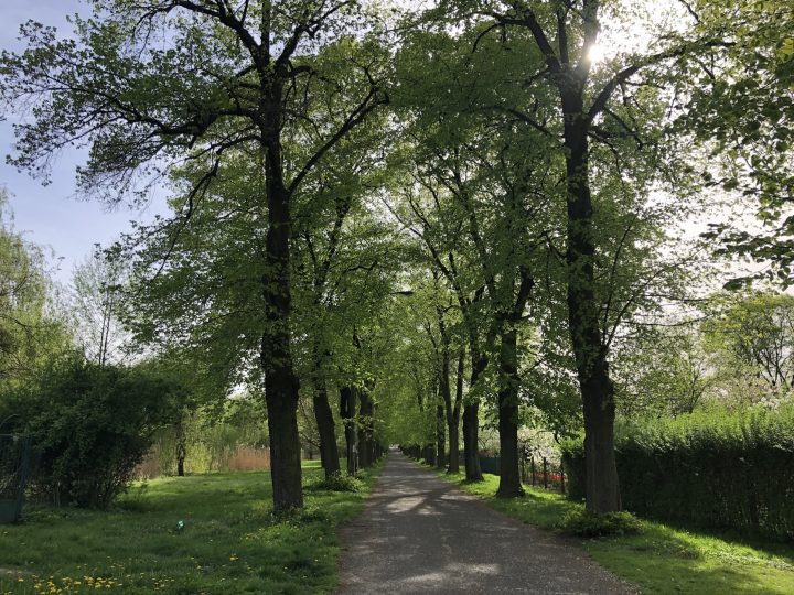 zdjęcie dekoracyjne