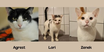 zdjęcie dekoracyjne