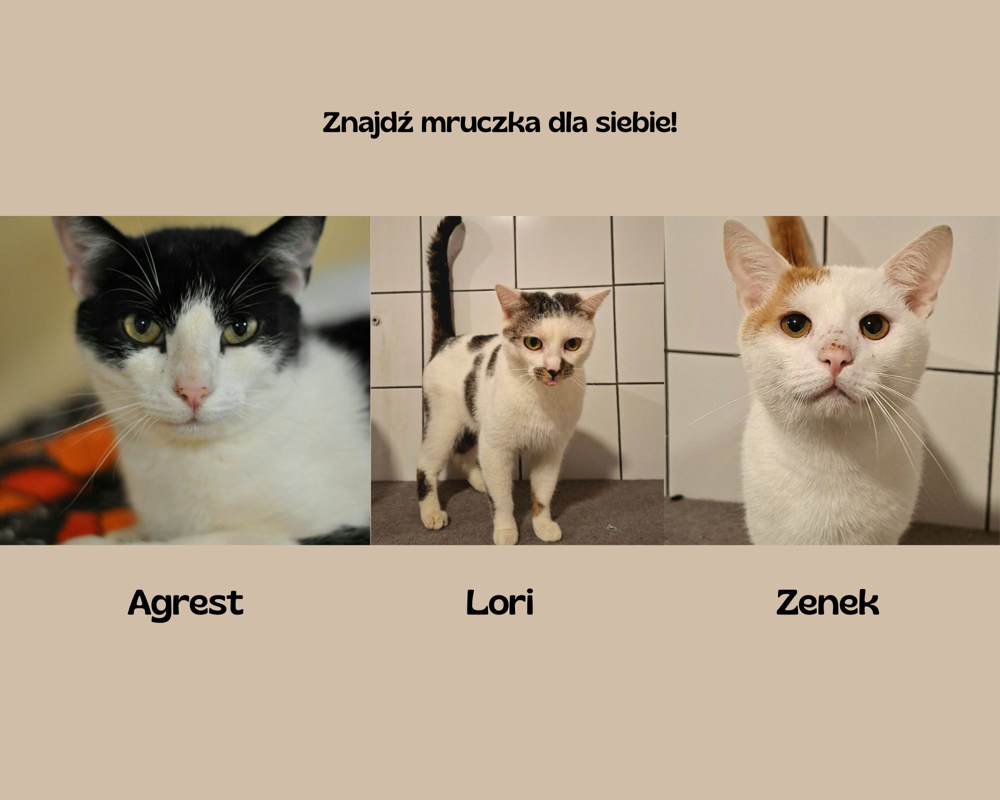 Agrest, Lori i Zenek