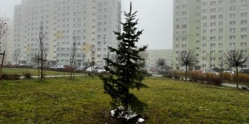 zdjęcie dekoracyjne