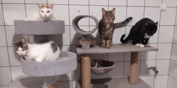 zdjęcie dekoracyjne