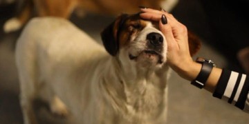 zdjęcie dekoracyjne