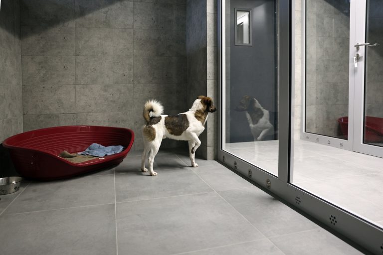 zdjęcie dekoracyjne