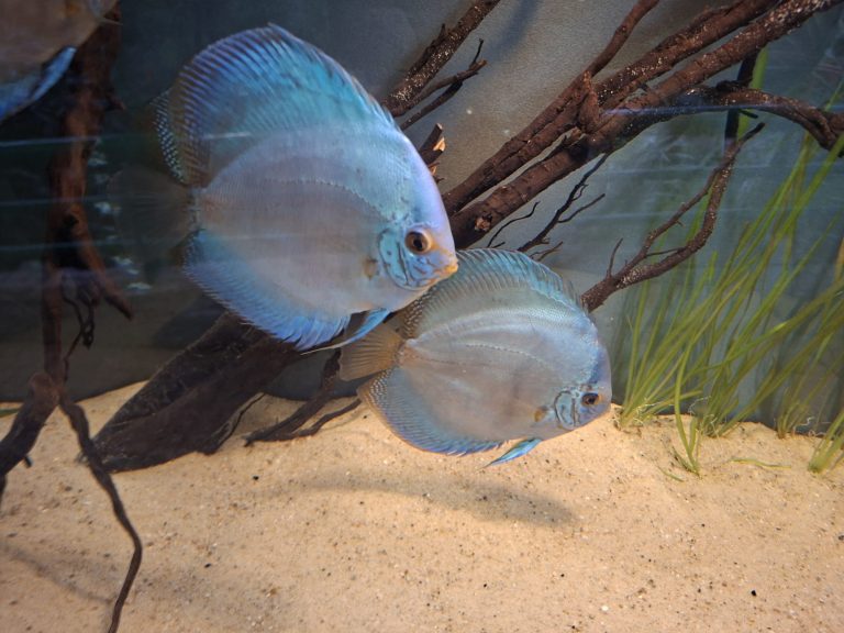 zdjęcie dekoracyjne