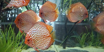 zdjęcie dekoracyjne