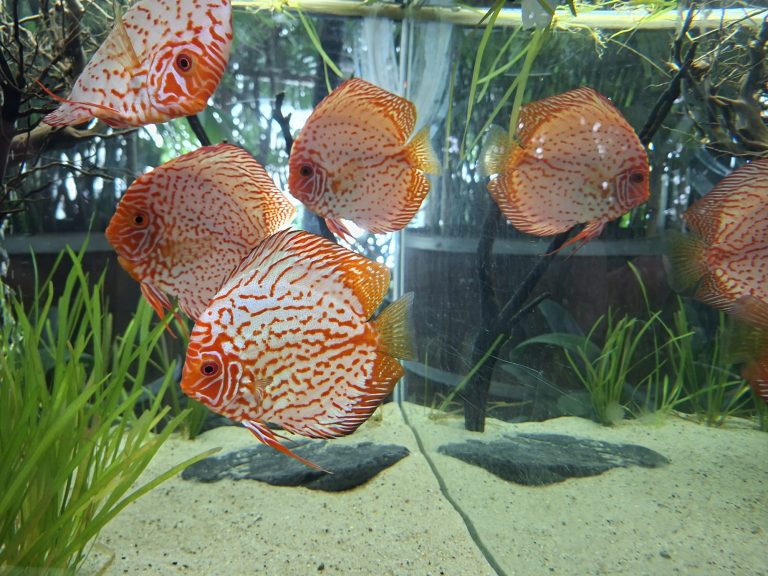 zdjęcie dekoracyjne