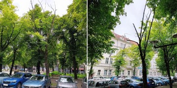 zdjęcie dekoracyjne