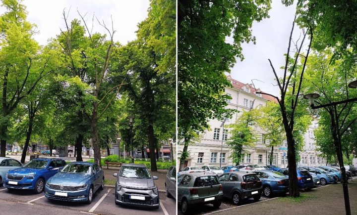 zdjęcie dekoracyjne