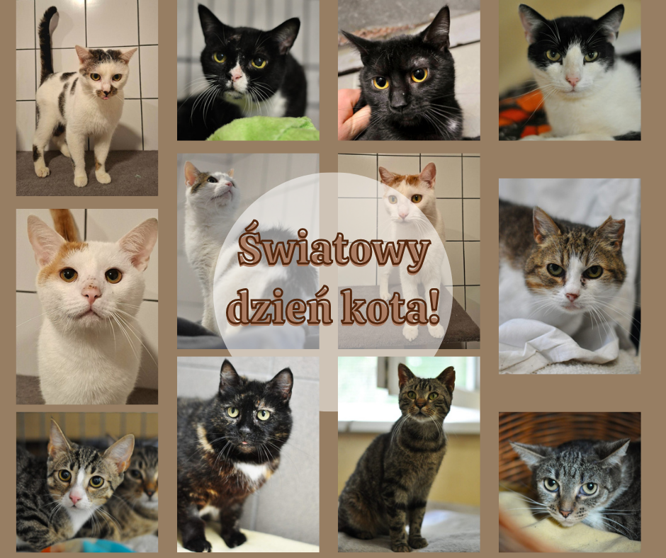 Dziś Światowy Dzień Kota