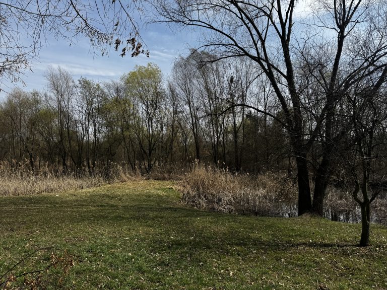 zdjęcie dekoracyjne