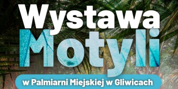 zdjęcie dekoracyjne