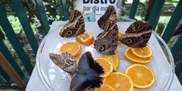 zdjęcie dekoracyjne