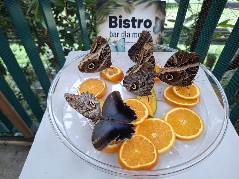 zdjęcie dekoracyjne