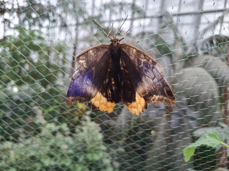 zdjęcie dekoracyjne