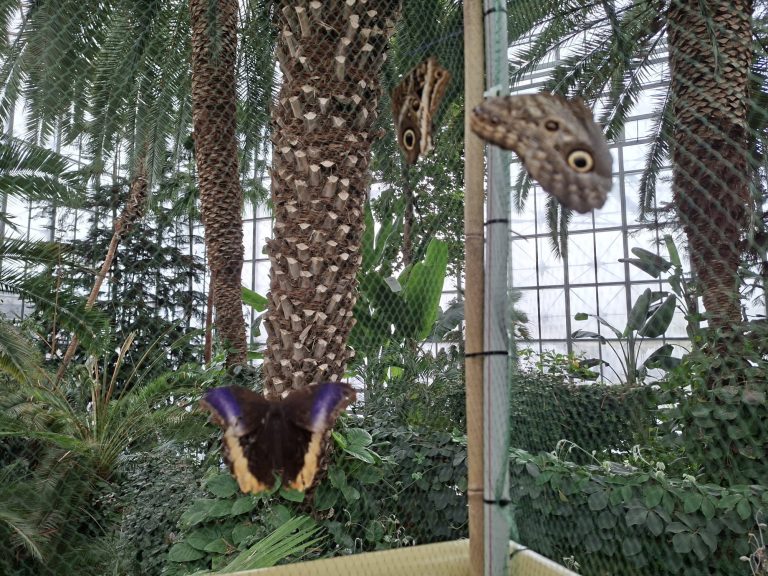 zdjęcie dekoracyjne