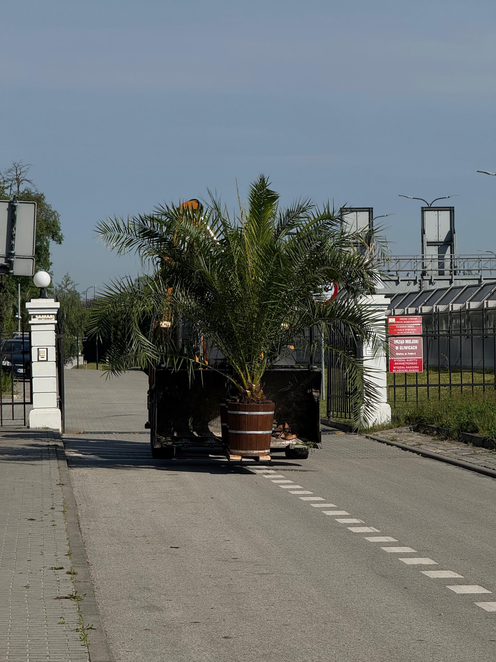 Królewskie palmy wracają na ulice Gliwic!